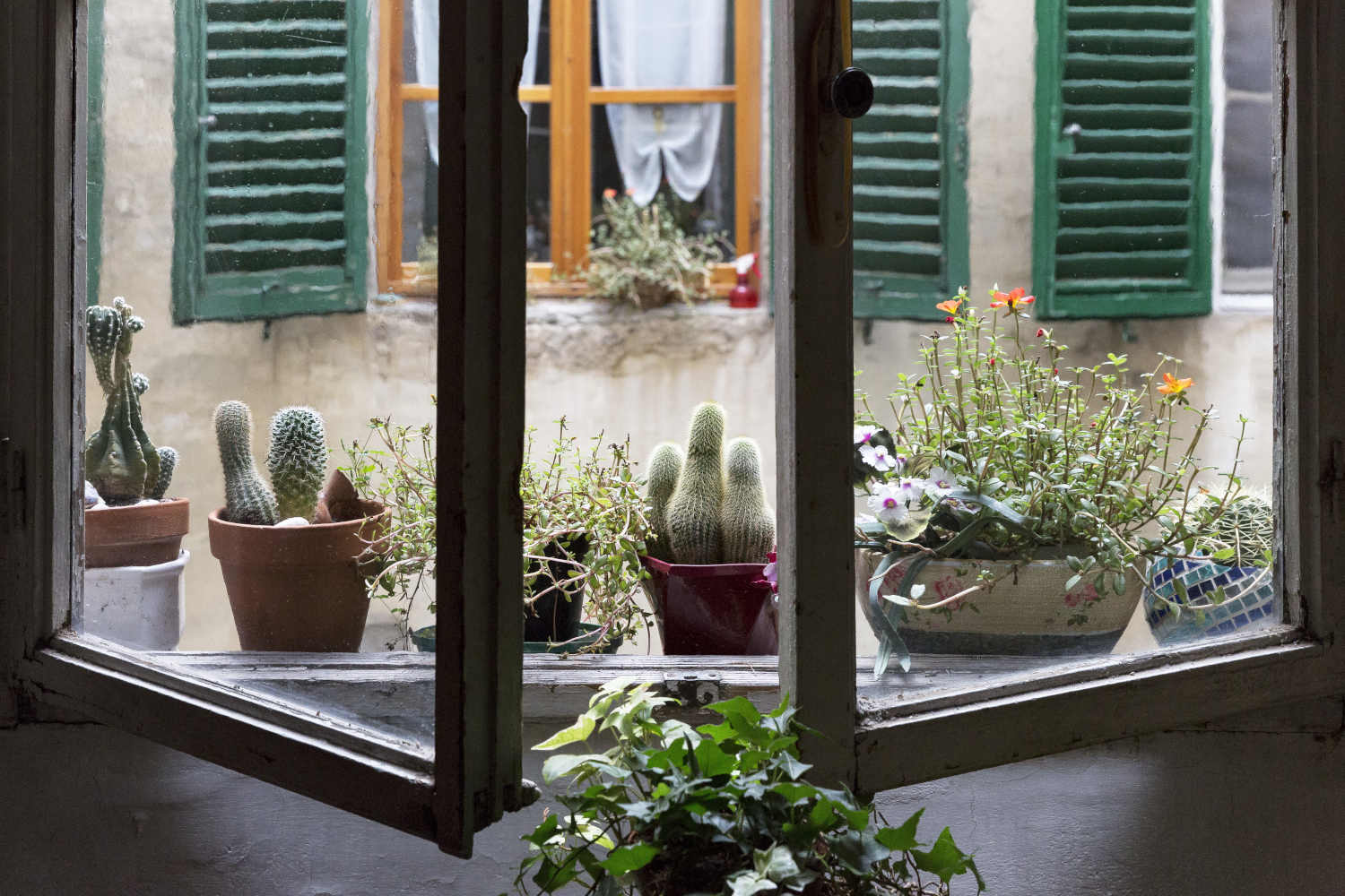 Una finestra il cui davanzale ospita una fila di piccoli cactus e piante